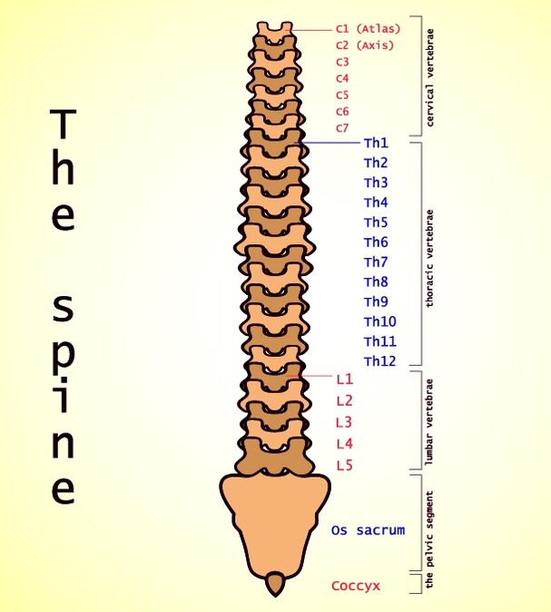 osteocondrose lombar